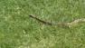 A rattlesnake is seen in this undated file photo.