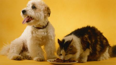 A dog and a cat are seen in this undated file photo.