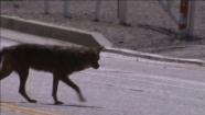 A coyote is seen in Riverside County this undated file photo.
