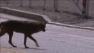 A coyote is seen in Riverside County this undated file photo.