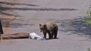 A 125-pound bear cub searches for snacks in a Duarte neighborhood on Friday, May 24, 2013.