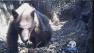 A bear is seen from footage captured by a man in Glendora.