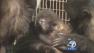 The Santa Ana Zoo says it has two new adorable baby monkeys: a colobus monkey and a crested capuchin monkey.