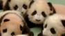 Panda cubs are seen at a research center in China in this Sept. 2013 photo.