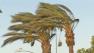 The Santa Ana winds blow through palms trees in Fontana on Friday, Oct. 4, 2013.