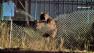 A young bear climbs a chain-link fence near the Baldwin Park-West Covina border on Friday, Oct. 11, 2013.