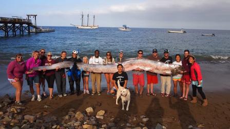 A dead, 18-foot long oarfish was found off the coast of Catalina Island on Sunday, Oct. 13, 2013.
