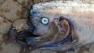 A dead, 18-foot long oarfish was found off the coast of Catalina Island on Sunday, Oct. 13, 2013.