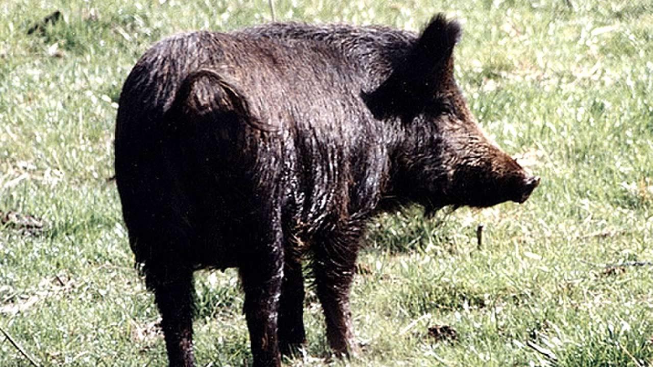 Wild pigs destroy grass at park in Eastvale