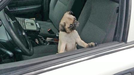 Moo Choo, a puppy Pug, looks out the window of a Riverside police car. The dog was found Wednesday, Jan. 7, after it stolen from a Riverside woman who purchased the dog for a girl fighting cancer.
