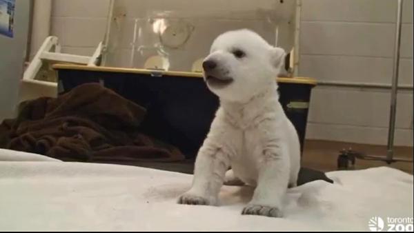 polar bear at the Toronto Zoo took his first steps on Friday, Jan. 10 