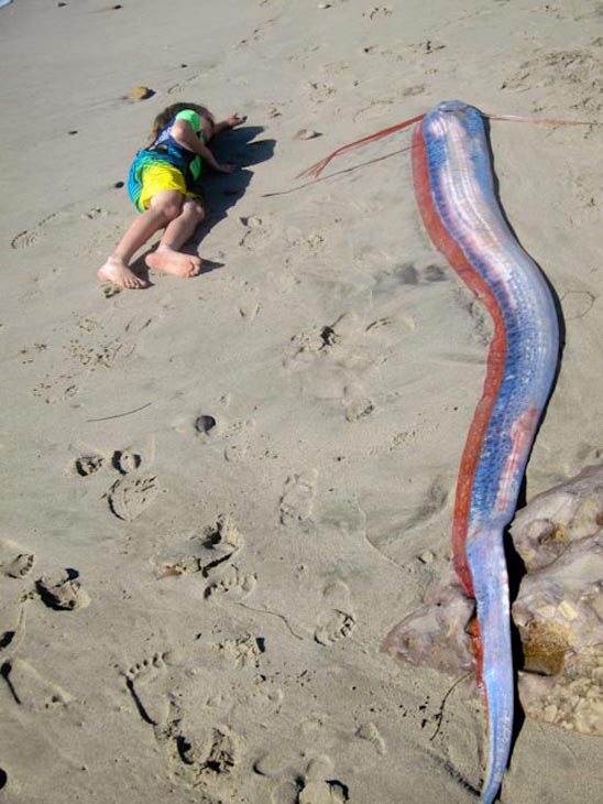 Oarfish Pictures