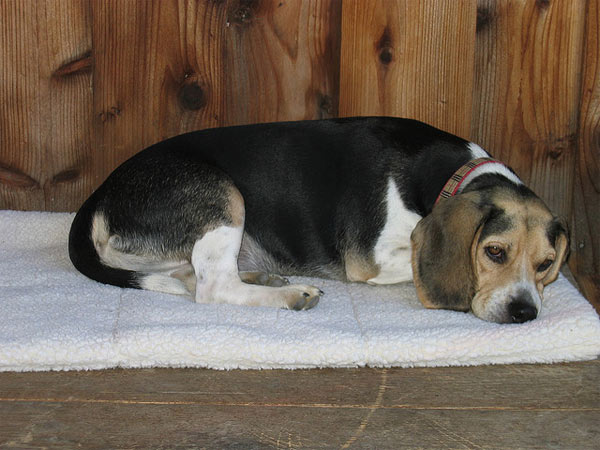 Beagles ranked No. 4 on the American Kennel...