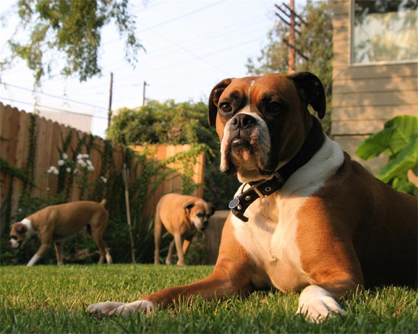 Boxers ranked No. 7 on the American Kennel...