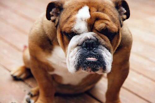 Bulldogs ranked No. 6 on the American Kennel...