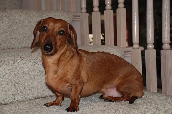 Dachshunds ranked No. 8 on the American Kennel Club's list of top dog breeds in America. The numbers are based on AKC dog registration statistics for 2010.