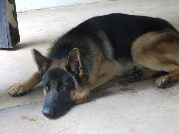 German Shepherds ranked No. 2 on the American...
