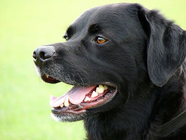 Labrador Retrievers ranked No. 1 on the American...