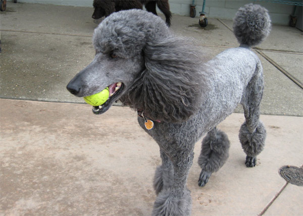 Poodles ranked No. 9 on the American Kennel...