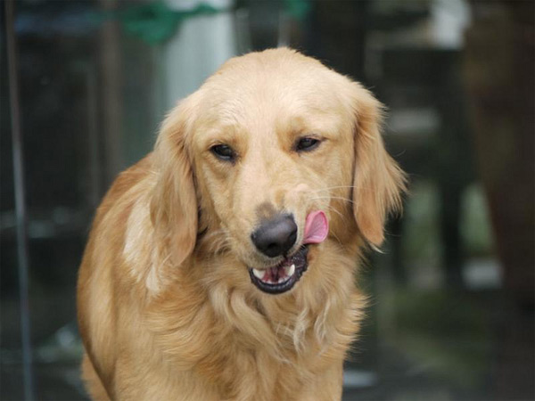 Golden Retrievers ranked No. 5 on the American...