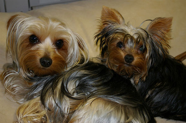 Yorkshire Terriers ranked No. 3 on the American...