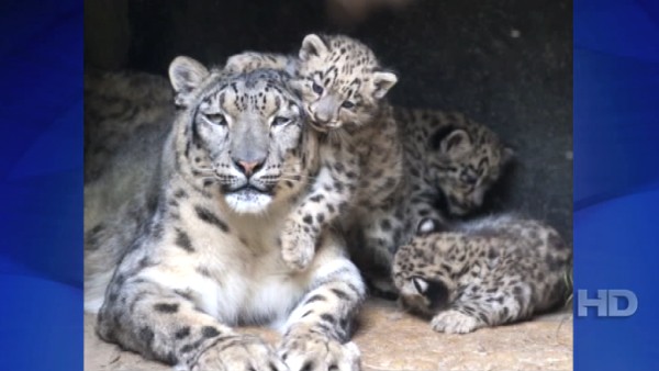 snow leopard cub in snow. A trio of rare snow leopard
