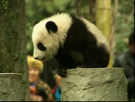 Twelve baby giant pandas are adjusting in their...