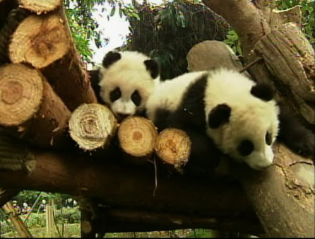 Twelve baby giant pandas are adjusting in their...