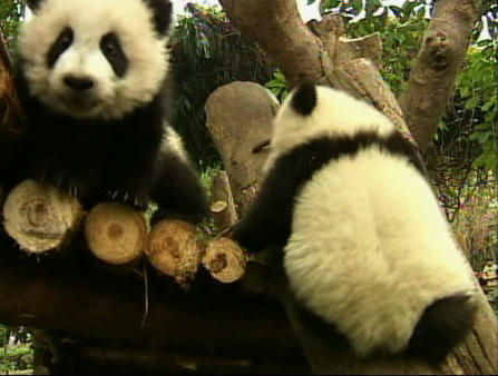 Twelve baby giant pandas are adjusting in their...