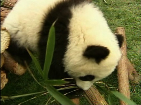 Twelve baby giant pandas are adjusting in their new home in China's southwest Sichuan province.