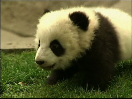 Twelve baby giant pandas are adjusting in their...