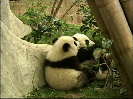 Twelve baby giant pandas are adjusting in their...
