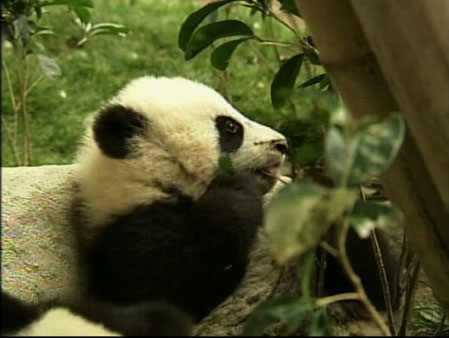 Twelve baby giant pandas are adjusting in their...