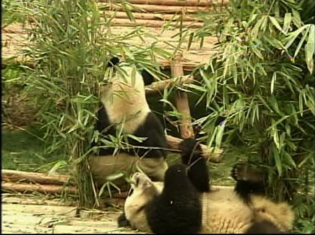 Twelve baby giant pandas are adjusting in their...