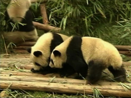 Twelve baby giant pandas are adjusting in their...