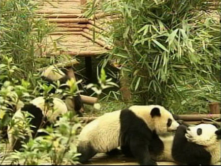 Twelve baby giant pandas are adjusting in their...