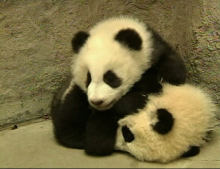 Twelve baby giant pandas are adjusting in their...