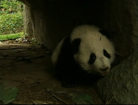 Twelve baby giant pandas are adjusting in their...