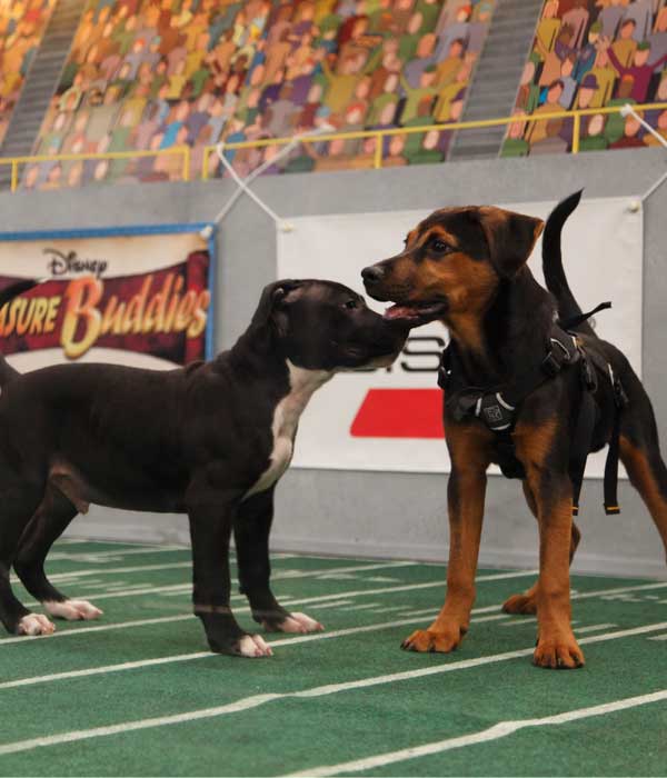 Animal Planet provided KABC-TV this image of two...