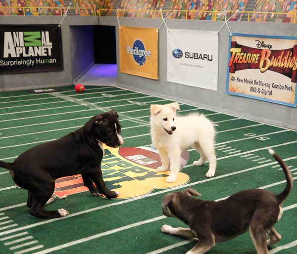 Animal Planet provided KABC-TV this image of...