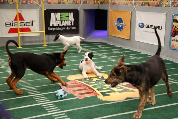 Animal Planet provided KABC-TV this image of...