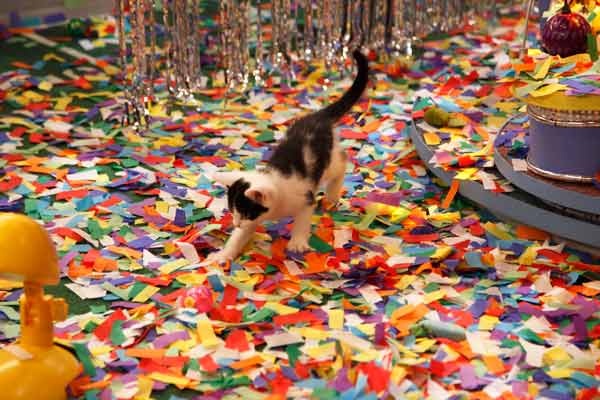 Animal Planet provided KABC-TV this image a...