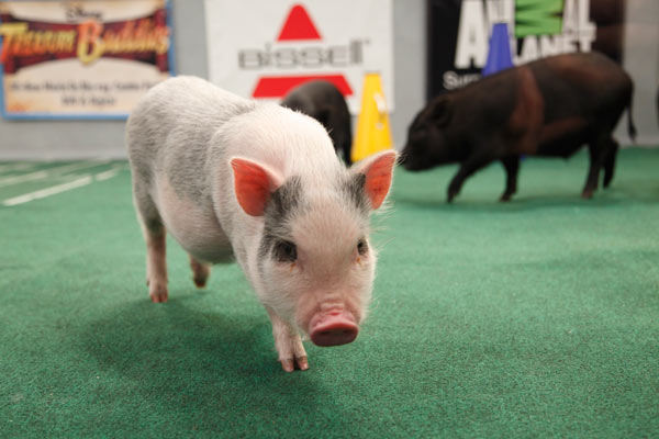 Animal Planet provided KABC-TV this image of the...