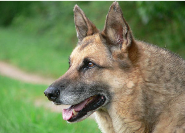 <div class="meta image-caption"><div class="origin-logo origin-image "><span></span></div><span class="caption-text">German Shepherds ranked No. 2 on the American Kennel Club&#39;s list of top dog breeds in America. The numbers are based on AKC dog registration statistics for 2012. (Flickr&#47;Lee Coursey)</span></div>