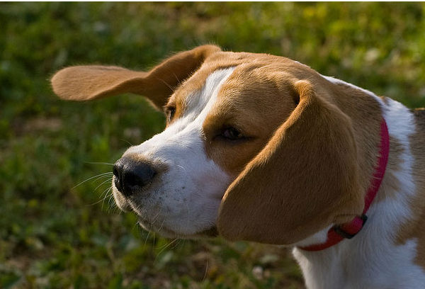 <div class="meta image-caption"><div class="origin-logo origin-image "><span></span></div><span class="caption-text">Beagles ranked No. 4 on the American Kennel Club&#39;s list of top dog breeds in America. The numbers are based on AKC dog registration statistics for 2012. (Flickr&#47;Grzegorz Meger)</span></div>