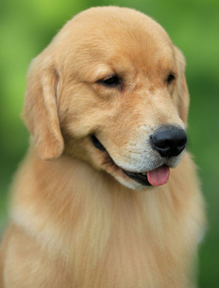 <div class="meta image-caption"><div class="origin-logo origin-image "><span></span></div><span class="caption-text">Golden Retrievers ranked No. 3 on the American Kennel Club&#39;s list of top dog breeds in America. The numbers are based on AKC dog registration statistics for 2012. (Flickr&#47;Tehzeta)</span></div>