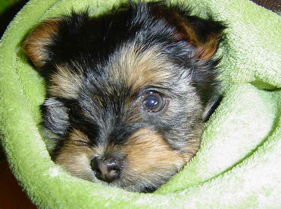 <div class="meta image-caption"><div class="origin-logo origin-image "><span></span></div><span class="caption-text">Yorkshire Terriers ranked No. 6 on the American Kennel Club&#39;s list of top dog breeds in America. The numbers are based on AKC dog registration statistics for 2012. (Flickr&#47;Rodrigo Cartagena Armijo)</span></div>