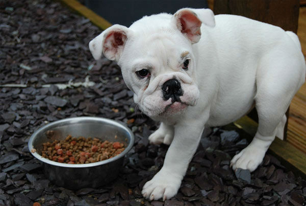 <div class="meta image-caption"><div class="origin-logo origin-image "><span></span></div><span class="caption-text">Bulldogs ranked No. 5 on the American Kennel Club&#39;s list of top dog breeds in America. The numbers are based on AKC dog registration statistics for 2012. (Flickr&#47;LisaAuch)</span></div>