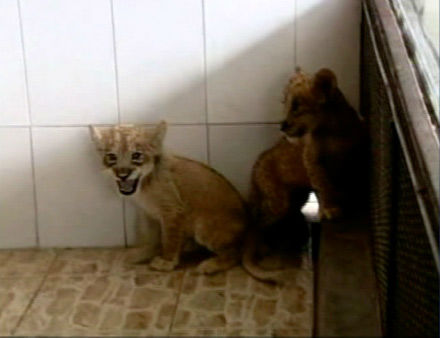 A set of tigon cubs in China are the offspring...