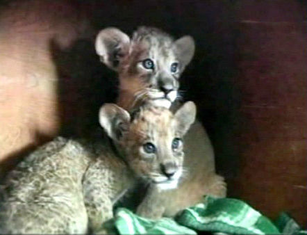 A set of tigon cubs in China are the offspring...